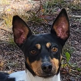 Shimmy - Rat Terrier