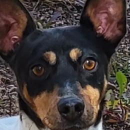 Shimmy - Rat Terrier