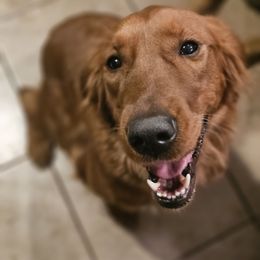 Ruby - Golden Retriever