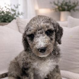 Teddy - Merle male Sheepadoodle puppy in Thornville, Ohio from Four Front Doodles & Friends