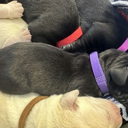 Labrador Retriever Puppies from Luvable AZ Labs