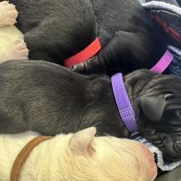 Labrador Retriever Puppies from Luvable AZ Labs