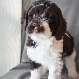 Australian Labradoodle Puppies from Frosty Hill Australian Labradoodles