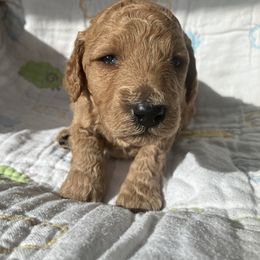 Goldendoodle Puppies from Cassie Farms