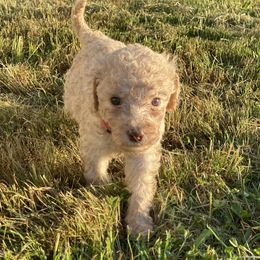 Lina - Cream female Labradoodle puppy in Toledo, Washington from Bigfoot Doodles