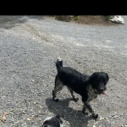 English Springer Spaniel Puppies from Saratoga Springers NY