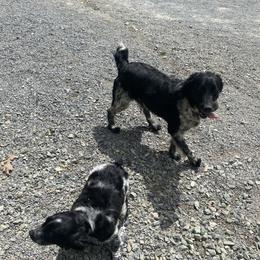 English Springer Spaniel Puppies from Saratoga Springers NY