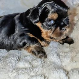 Nicholas - Black and tan male Shih Tzu puppy in Port Huron, Michigan from Shih Tzu Cottage