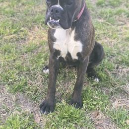 Boxer Puppies from Vandalo Boxers