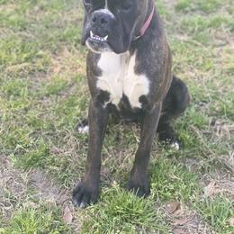 Boxer Puppies from Vandalo Boxers
