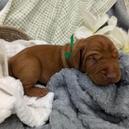 Boy 3 - male Vizsla puppy in Lexington, Kentucky from Summit Vizsla (we can deliver to you)