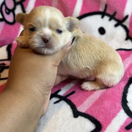 Ckc Reign - Cream and white female Shih Tzu puppy in Roseville, Michigan from Diamond Paws LLC