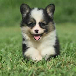 Fluffy Black Headed Tri Female - Black and tan female Pembroke Welsh Corgi puppy in Kansas City, Missouri from Willow Creek Corgis