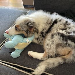 Miniature Australian Shepherd Puppies from Mill Creek Miniature Australian Shepherd