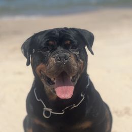 Beya - Rottweiler