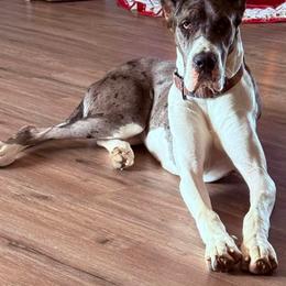 Imogen - Great Dane