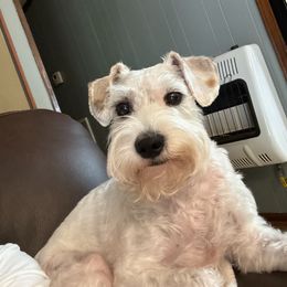 Cockapoo and Schnoodle All Grown Up from Bri & Dar’s Beloved Doodles