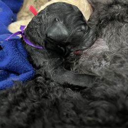 Poodle Puppies from Stunningly Sweet Standards
