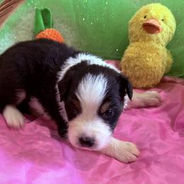 Kenney - Black tri-color male Australian Shepherd puppy in Celina, Tennessee from CumberlandRidge Australian Shepherds