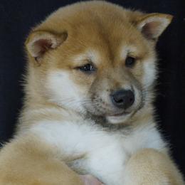 Shiba Inu Puppies from Veronika's Shiba Inus