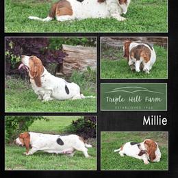 Millie - Basset Hound