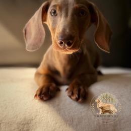 Rio - Fawn (isabella) and tan male Dachshund puppy in Lumber City, Georgia from Willow Run LLC