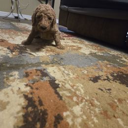 Hazel - Apricot female Goldendoodle puppy in Tavares, Florida from Spirited Doodles