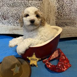Cockapoo Puppies from Country J Canines