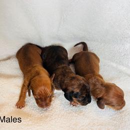 Dachshund Puppies from Blooming Grace Homestead