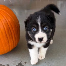 Cinnamon - Black tri-color female Australian Shepherd puppy in Spartanburg, South Carolina from Hub City Aussies