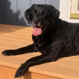 Labrador Retrievers from Tonya Harmon's Labrador Retrievers