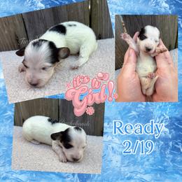 Light blue - Piebald female Dachshund puppy in Jonesboro, Illinois from Twin Hills Dachshunds