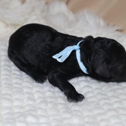 Apollo - Black male Goldendoodle puppy in Palmetto Bay, Florida from SOMIDOODLES