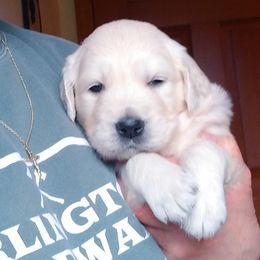 Boy1 - Light golden male Golden Retriever puppy in Chehalis, Washington from Tradition Golden Retrievers