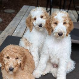 Goldendoodle puppies from Sinclairdoodles