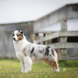 Capri - Australian Shepherd