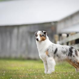 Capri - Australian Shepherd
