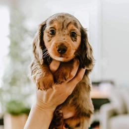 Dachshund Puppies from Doxie View Acres