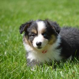Pembroke Welsh Corgi Puppies from C&G Corgis