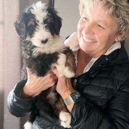 Aussiedoodle, Bernedoodle, Poodle, Shihpoo, and Shih Tzu Puppies from Route 66 Poodles & Doodles, Sapphire Shih-tzu's of Ohio