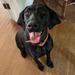 Inca - German Shorthaired Pointer
