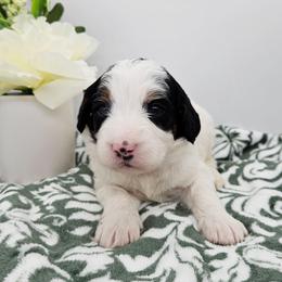 Arwen - Black and white female Bernedoodle puppy in Granton, Wisconsin from Rose River Farms