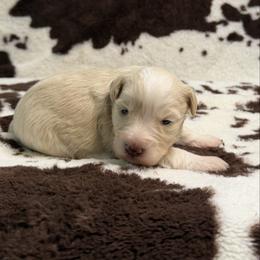 Cinda - Wheaten female Miniature Schnauzer puppy in Brundidge, Alabama from Deez Pups Magnificent Schnauzers