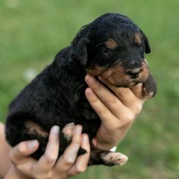 Asher Standard Bernedoodle - Phantom male Bernedoodle puppy in Eureka, Illinois from Joley Aire Family Dogs