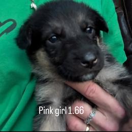 Girl 1 - Bi-color female German Shepherd puppy in Germantown, Ohio from TNT Pups