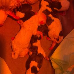 Girl 1 - White female Havanese puppy in Cochran, Georgia from Dean Supreme
