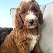 Peach - Red female Irish Doodle puppy in Bloomfield, Iowa from Schooley Doodles
