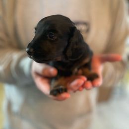 Orange - Black and tan Dachshund puppy in Kingston, Illinois from Oak Bridge Farm