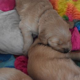 Girl 4 - Golden Retriever puppy in Otis Orchards, Washington from Sunlite Golden Retrievers