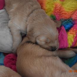 Girl 4 - Golden Retriever puppy in Otis Orchards, Washington from Sunlite Golden Retrievers